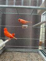 Rode kanaries 2025, Dieren en Toebehoren, Vogels | Kanaries, Meerdere dieren, Kleurkanarie