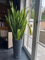 Grote Sanseveria met bloempot, Ophalen, Overige soorten, Halfschaduw, In pot