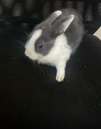 Rammetje 9 weken oud, Dieren en Toebehoren