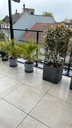 Terrasplanten in pot mediterraanse soort, Ophalen, In pot
