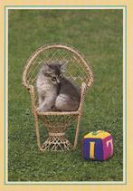 KAT    7, Collections, Cartes postales | Animaux, Envoi, Non affranchie, Chien ou Chat