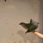 Forbes papegaai amadine, Dieren en Toebehoren, Vogels | Overige Vogels, Tropenvogel