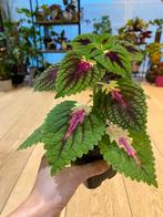 Coleus (siernetel), Huis en Inrichting, Kamerplanten, Overige soorten, Ophalen of Verzenden, In pot, Minder dan 100 cm