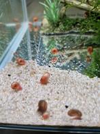 Escargots aquarium