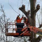 Bomen laten verwijderen? Dat kan bij ons!, 3 tot 6 m³, Ophalen, Overige houtsoorten, Blokken