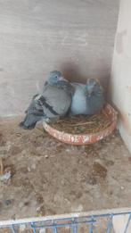 20 jonge duiven geringd 2024, Animaux & Accessoires, Oiseaux | Pigeons
