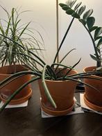 Sansevieria cylindrica (pot inclus), En pot, Moins de 100 cm, Enlèvement, Plante verte