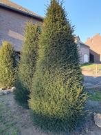 Taxus, Ophalen, Taxus, Struik, 250 cm of meer