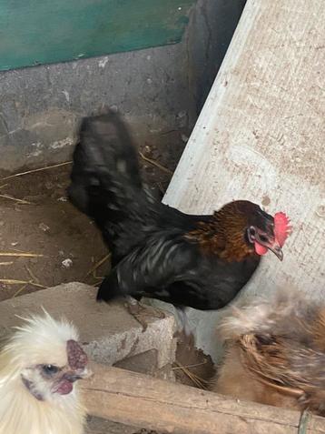Kriel hen  beschikbaar voor biedingen