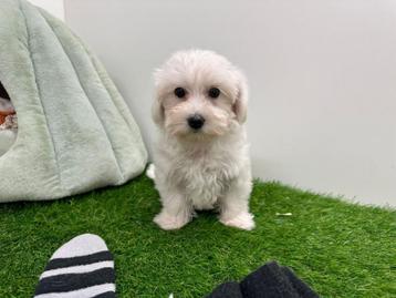 Maltezer pups beschikbaar voor biedingen