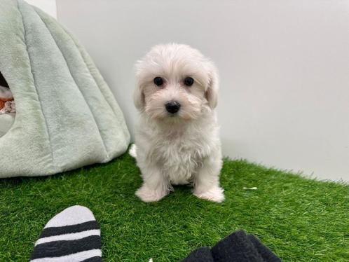 Maltezer pups, Dieren en Toebehoren, Honden | Chihuahua's en Gezelschapshonden, Meerdere dieren, Maltezer, Fokker | Professioneel