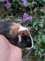 Jonge vrouwelijke proefkonijnen, Dieren en Toebehoren, Knaagdieren, Cavia, Vrouwelijk, November, Tam