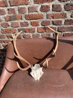 Deerwood Trophy, Verzamelen, Dierenverzamelingen, Ophalen, Zo goed als nieuw, Hert