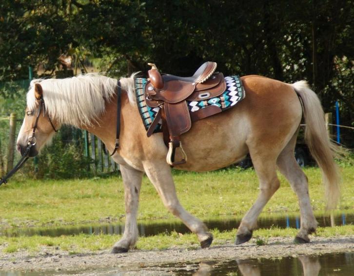 Selle western polonaise (16 pouces) + ensemble de brides à u, Animaux & Accessoires, Chevaux & Poneys | Selles, Utilisé, Western