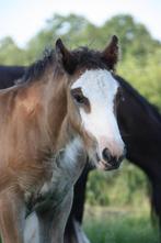 Prachtige Irish cob hengstveulens, Dieren en Toebehoren, Paarden, 0 tot 2 jaar, Hengst, Onbeleerd, Recreatiepaard