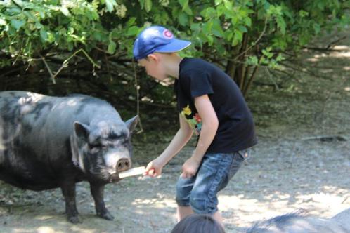 🎉 Anniversaire inoubliable avec rapaces et animaux 🦅, Kinderen en Baby's, Overige Kinderen en Baby's, Nieuw, Ophalen