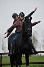 ## FANTASTISCH MOOIE, vriendelijke & MEGA BRAVE Fries ##, Dieren en Toebehoren, Hengst, 160 tot 165 cm, Gechipt, 3 tot 6 jaar