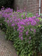 Stachys monieri ‘Hummelo’  0474 71 22 47, Ophalen