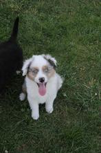 Mini American (Australian) Shepherd - Mini Aussie, Dieren en Toebehoren, Honden | Herdershonden en Veedrijvers, België, Particulier