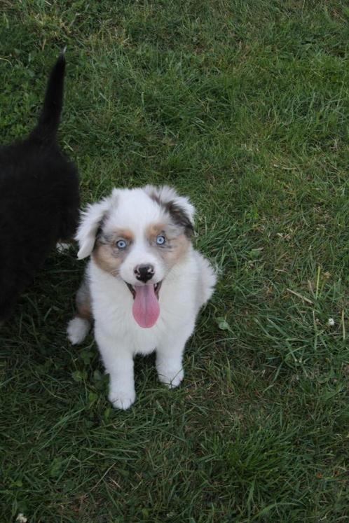 Mini American (Australian) Shepherd - Mini Aussie, Dieren en Toebehoren, Honden | Herdershonden en Veedrijvers, Meerdere dieren