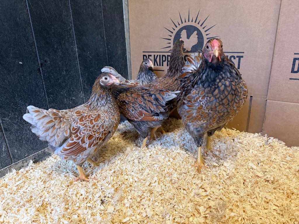 Jonge Wyandotte kriel goud blauw gezoomd gesekst en ingeënt, Dieren en Toebehoren, Pluimvee, Kip, Vrouwelijk