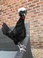 Hollandse kuifhoen, Dieren en Toebehoren, Pluimvee, Mannelijk, Kip
