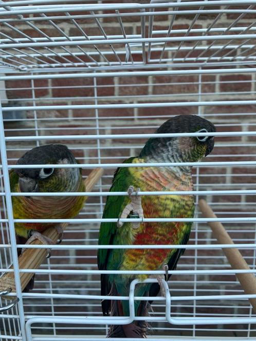 HALF TAMME PYRRHURA'S VANAF 100 EURO/KOPPEL, Dieren en Toebehoren, Vogels | Parkieten en Papegaaien, Papegaai, Meerdere dieren