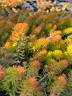 Sedum sediforme P10,5cm, Tuin en Terras, Planten | Tuinplanten, Ophalen, Vaste plant, Bodembedekkers, Volle zon