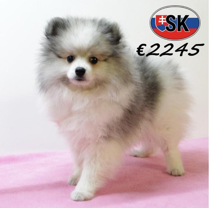 Mooie Kees pups (teefjes) te koop, Dieren en Toebehoren, Honden | Poolhonden, Keeshonden en Oertypen, Meerdere dieren, Overige rassen