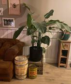 Jamaica blue montain coffee ton, Ophalen, Gebruikt