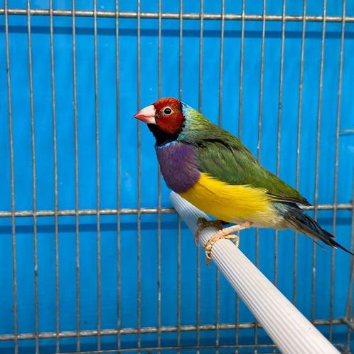 Gouldamadines, Dieren en Toebehoren, Vogels | Overige Vogels, Wildzangvogel, Meerdere dieren