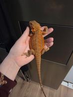 Jonge Baardagaam – Hypo morph (Red monster), Animaux & Accessoires, Reptiles & Amphibiens