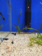 Blauw guppen, Dieren en Toebehoren, Vissen | Aquariumvissen