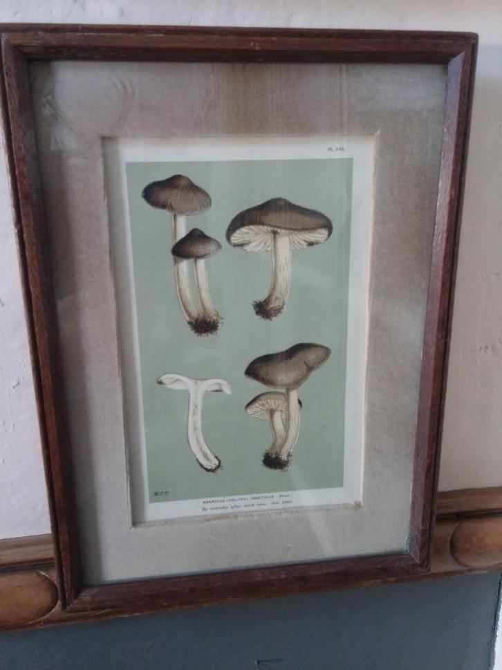 Mushroom gravure uit UK - Britse lijst & velvet, Antiek en Kunst, Kunst | Etsen en Gravures, Ophalen of Verzenden
