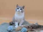 Brits korthaar fawn bicolor katertje. Een echt beertje, Dieren en Toebehoren, Kater, Gechipt, 0 tot 2 jaar