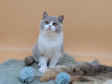 Brits korthaar fawn bicolor katertje. Een echt beertje  beschikbaar voor biedingen