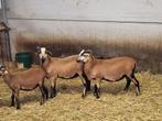 Kameroen mannelijk, Dieren en Toebehoren, Schapen, Geiten en Varkens, Mannelijk, Schaap, 0 tot 2 jaar