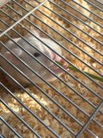 hamsters, Dieren en Toebehoren, Hamster, Juli, Vrouwelijk, Tam