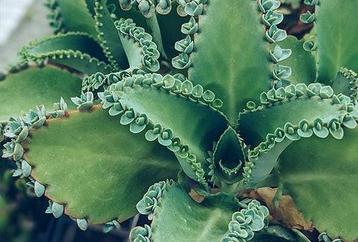 Gratis Mother of thousands baby's  beschikbaar voor biedingen