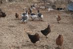 Gratis opvang Pluimvee!!, Dieren en Toebehoren