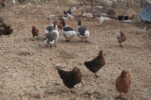 Gratis opvang Pluimvee!!, Dieren en Toebehoren, Pluimvee