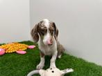Dwergteckel pups, Dieren en Toebehoren, België, 8 tot 15 weken, Korthaar, CDV (hondenziekte)