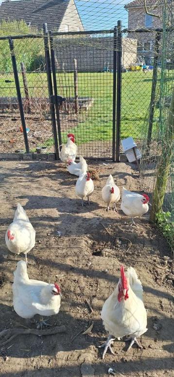 Broedeieren poule de bresse beschikbaar voor biedingen