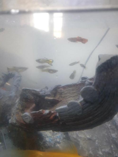 Te koop mooi drakkar (Noors) schip, Dieren en Toebehoren, Vissen | Aquariumvissen
