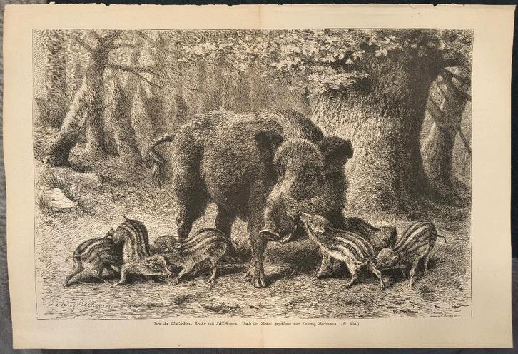 Bache mit Frischlingen - Ludwig Beckmann, Antiek en Kunst, Kunst | Etsen en Gravures, Ophalen of Verzenden