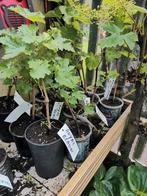Jonge druivelaars, Tuin en Terras, Planten | Fruitbomen, Lente, Volle zon, 100 tot 250 cm, Ophalen