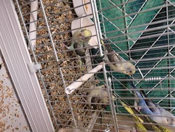 Perruche blackwing, Sexe inconnu, Perruche, Bagué