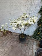 Azalea, Tuin en Terras, Planten | Bomen, Ophalen