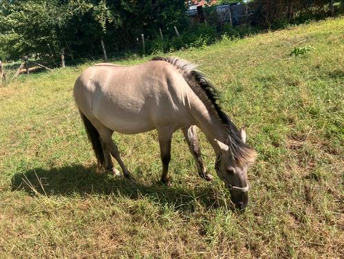 Grootte c kleine d pony, Dieren en Toebehoren, Pony's, Hengst