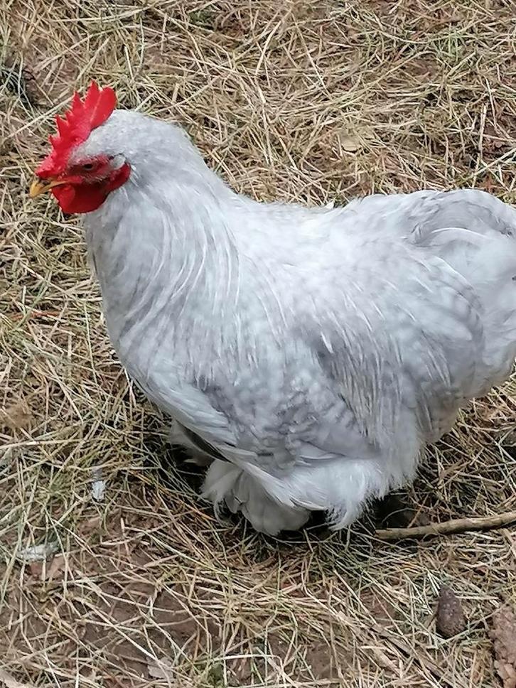 Cochin kriel parelgrijskoekoek/ zwart, Dieren en Toebehoren, Pluimvee